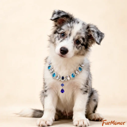 Blue zircon pet collar worn by a dog