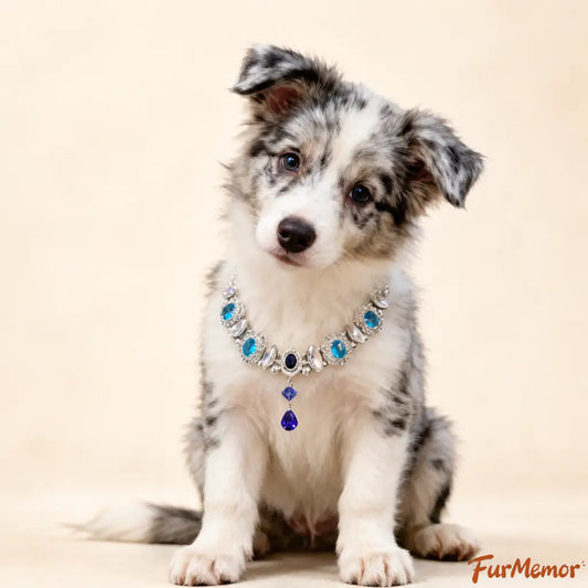 Blue zircon pet collar worn by a dog